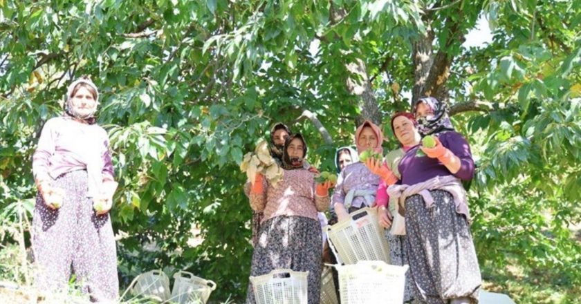 Aydın dağlarında hasat başladı: “Ekmeğinden fazlasını doyurur” – Son Dakika Hayat Haberleri