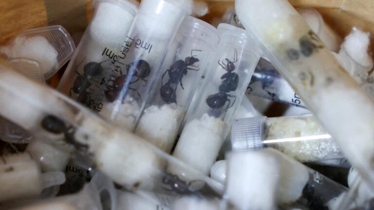 “Karınca Çetesi” kaçakçılık böceği Kenya’da yargılanıyor