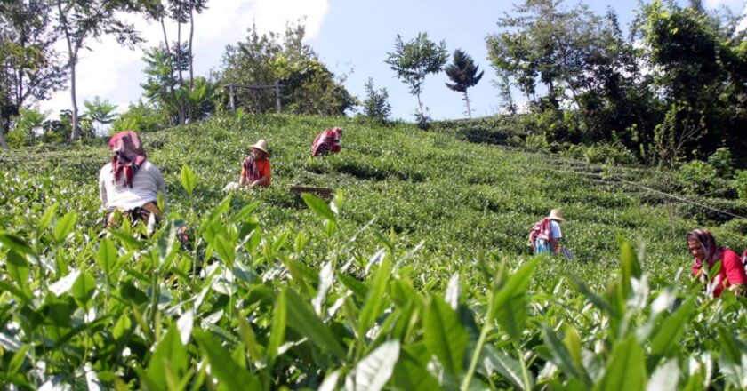 Çaykur’da randevu için çay satın alma sistemi
