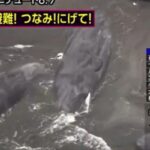 Japonya’daki tsunami dalgaları sırasında çok şaşırtıcı görüntü! Balinalar kıyıyı etkiler …