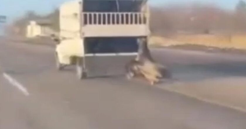 Kamyonun arkasına bağladığı atı dakikalarca sürükledi; O anlar kamerada